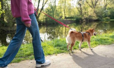 6 dicas para melhorar os passeios com seu cão