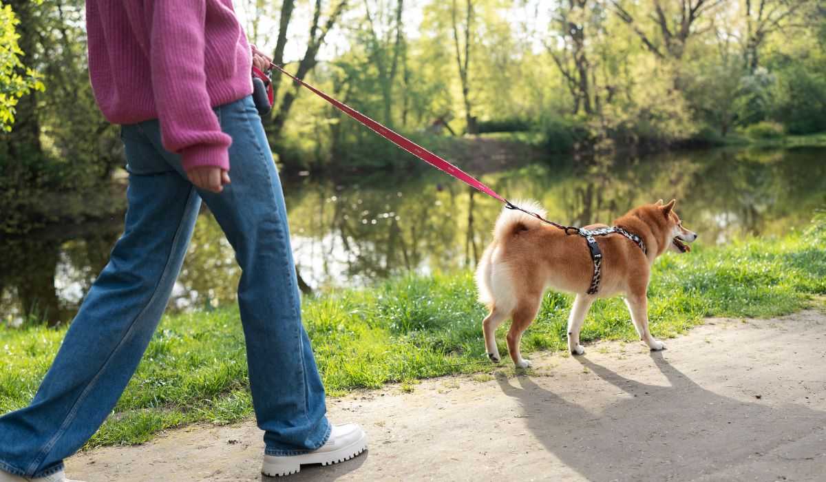 6 tips to improve walks with your dog