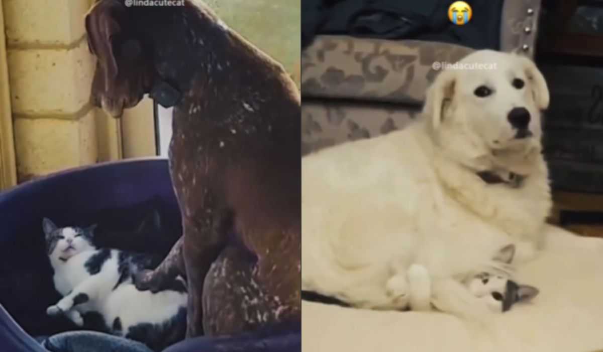 Video: dogs and cats engage in fierce battles to see who stays on the bed