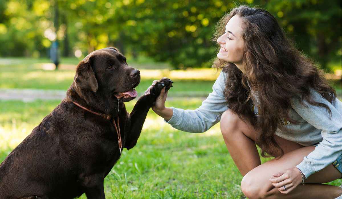 Se falar mais devagar, aumentam as chances de seu cão entender você, indica estudo