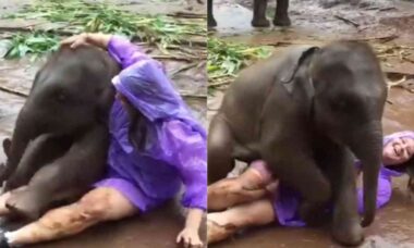 Vídeo fofo: bebê elefante age como cãozinho de estimação amistoso