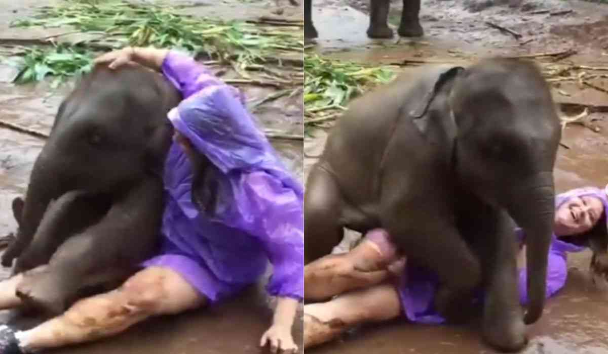 Vídeo fofo: bebê elefante age como cãozinho de estimação amistoso