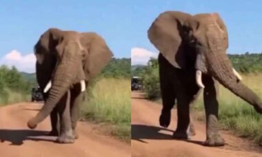 Vídeo hilário: elefante caminha como se estivesse em um desfile de moda (Instagram @funny_animals_l8l)