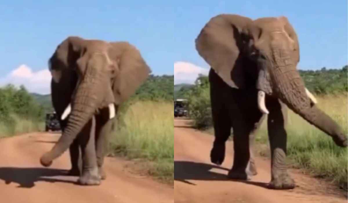 Hilarious Video: Elephant Walks as if in a Fashion Show (Instagram @funny_animals_l8l)