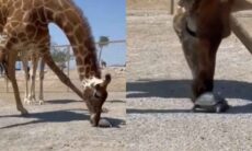 Vídeo fofo registra a amizade impossível entre girafa e tartaruga (Instagram @giraffexnsta)