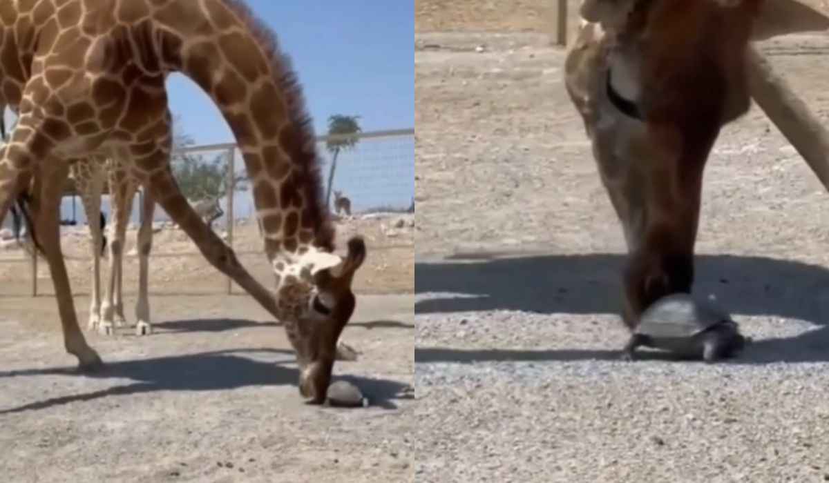 Video carino registra l'amicizia impossibile tra una giraffa e una tartaruga (Instagram @giraffexnsta)