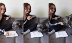 Vídeo hilário: cão buldogue francês derrota a dona em jogo da velha