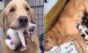 Vídeo fofo: cachorra golden retriever ajuda a cuidar de ninhada de gatos