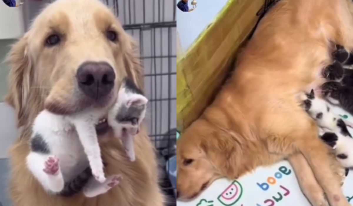 Cute video: golden retriever helps take care of a litter of kittens