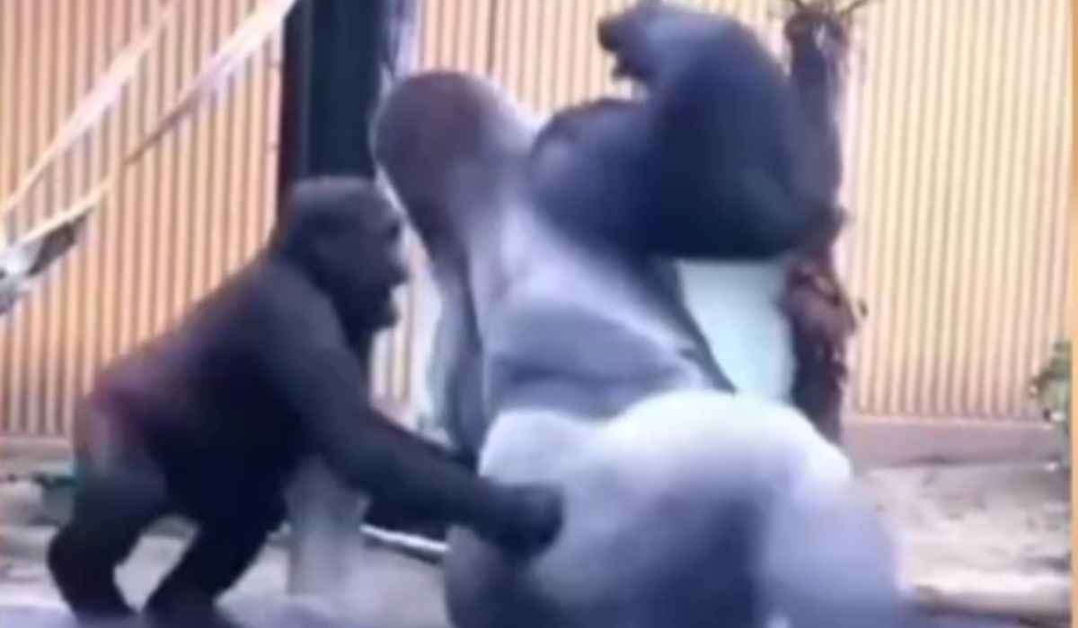 Lustiges Video: Das freche Gorilla-Baby verwandelt das Leben seiner Mutter in ein Chaos