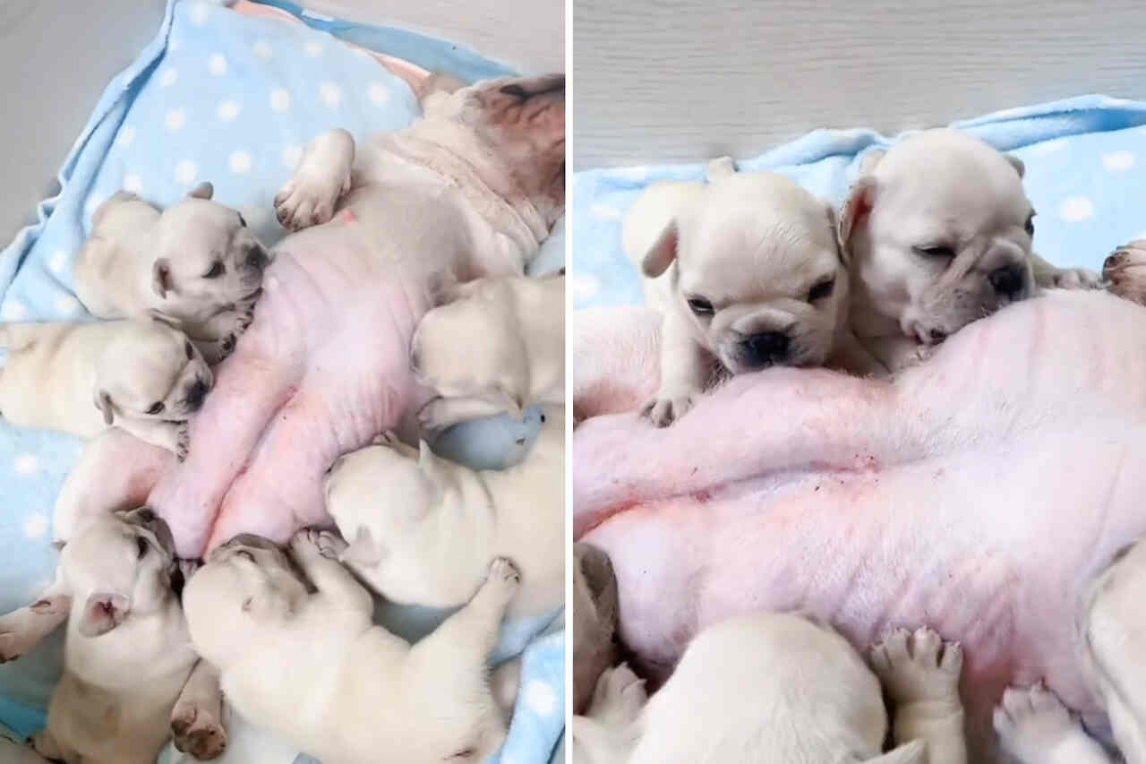 Schattige video: Franse bulldog puppies drinken alsof er geen morgen is