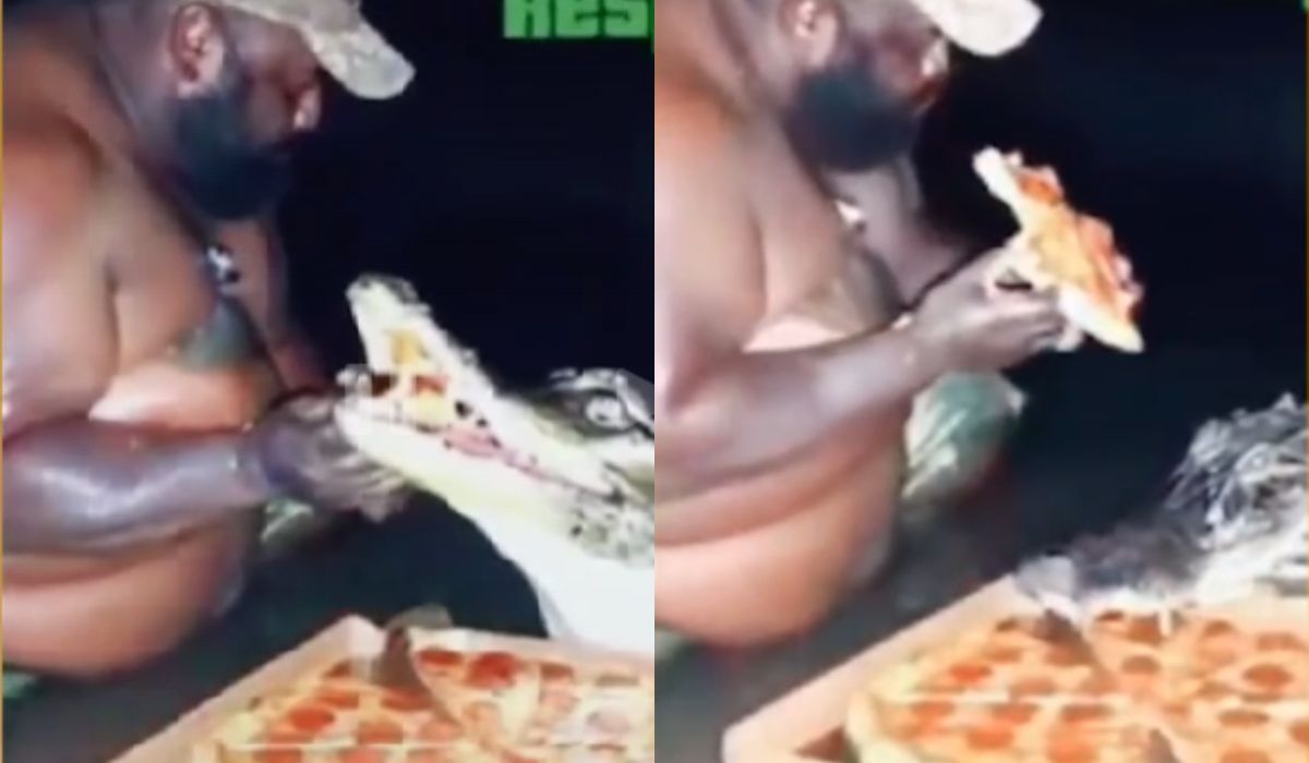 Impressive video: man shares pizza with alligator