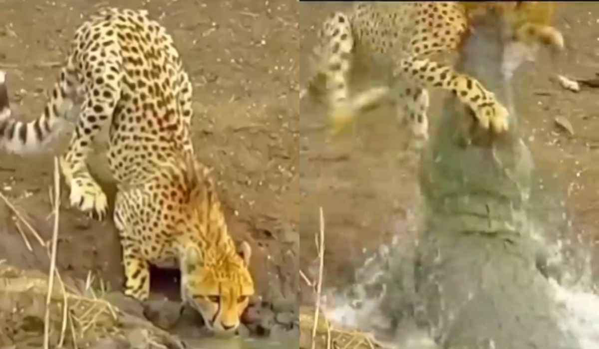 Imponerande video visar krokodil och leopard slåss