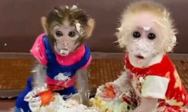 Vídeo hilário: macaquinhos se lambuzam ao devorar bolo confeitado