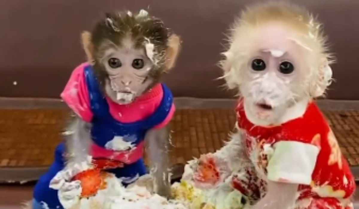 Vídeo hilário: macaquinhos se lambuzam ao devorar bolo confeitado