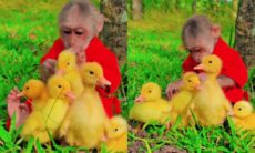 Esse vídeo de macaco cuidando de patinhos é a coisa mais fofa que você vai ver hoje