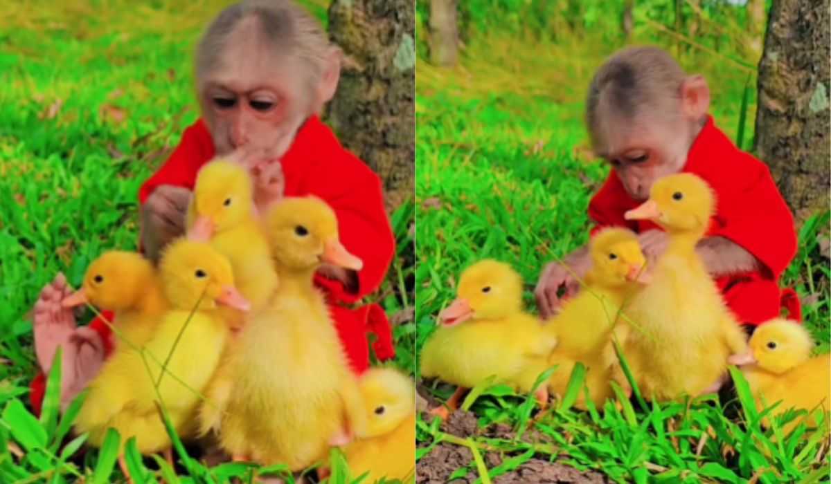 This video of a monkey taking care of ducklings is the cutest thing you'll see today