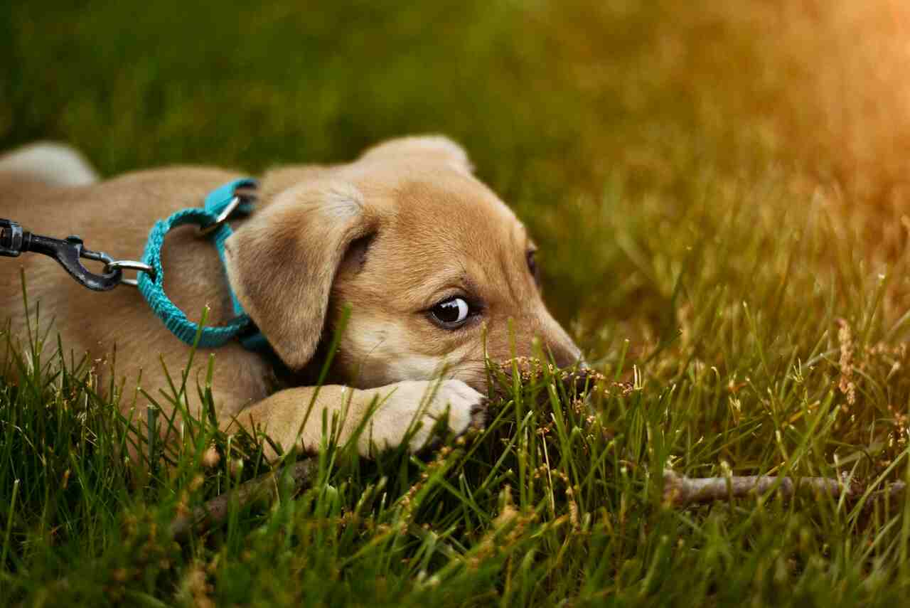 Il tuo cane continua a scavare il giardino? Esperto mostra come rimediare