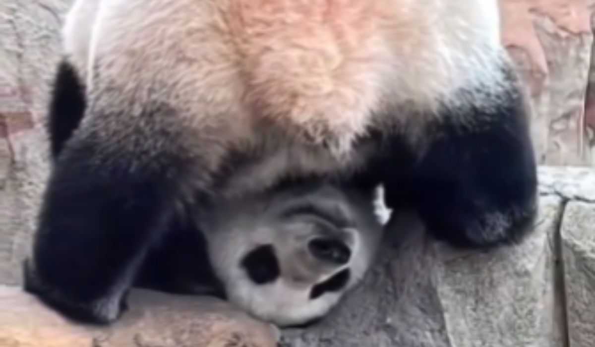 Hilarisch video: panda neemt een bizarre houding aan om de wereld vanuit een ander perspectief te bekijken