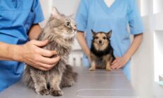 Veterinários alertam: se o seu cão ou gato tiver uma dessas 5 doenças, corra para o médico