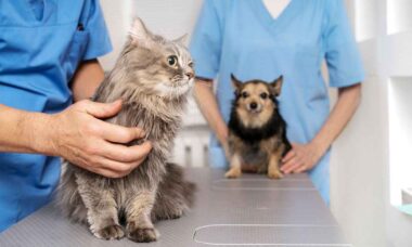 Veterinários alertam: se o seu cão ou gato tiver uma dessas 5 doenças, corra para o médico