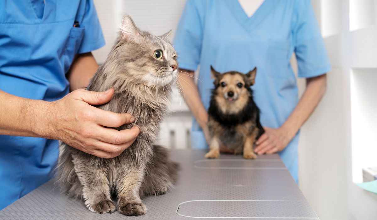 I veterinari avvertono: se il tuo cane o gatto ha una di queste 5 malattie, corri dal medico