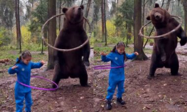 Vídeo impressionante mostra urso gigante e menininha brincando de bambolê