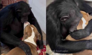 Vídeo fofo: macaco e cachorro são melhores amigos