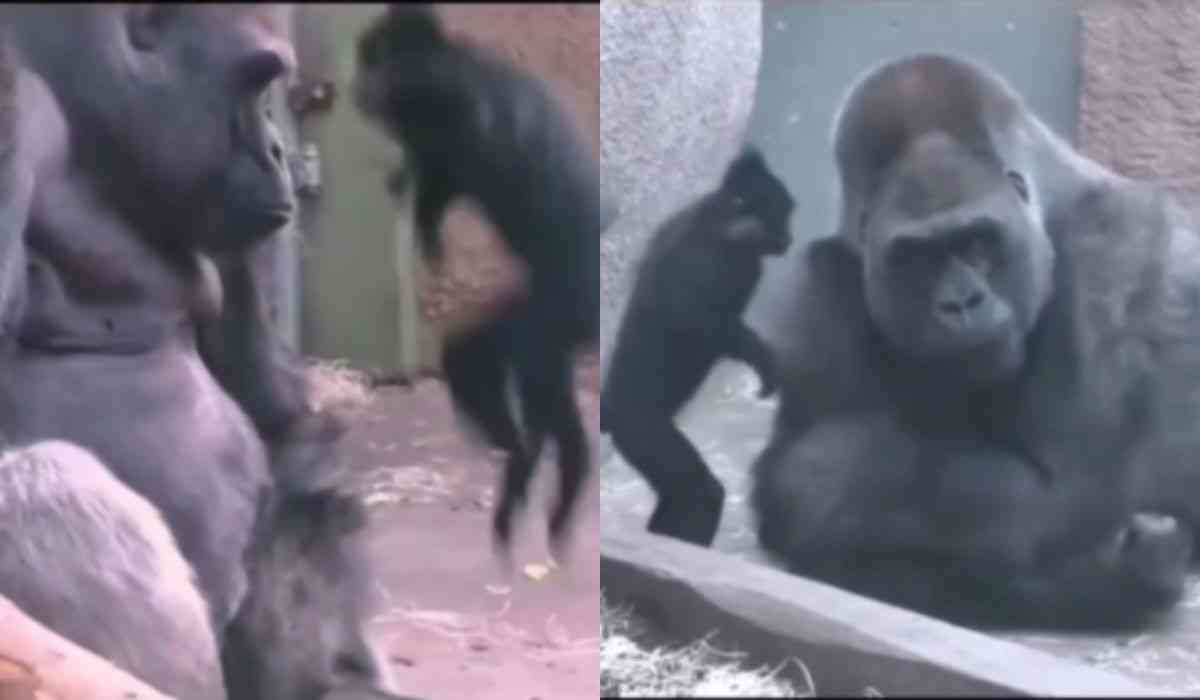 Video näyttää, että gorillamammojen elämä ei ole helppoa