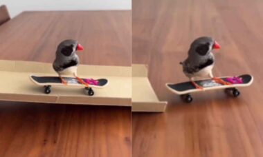 Vídeo registra passarinho inteligente que anda de skate para ganhar petisco