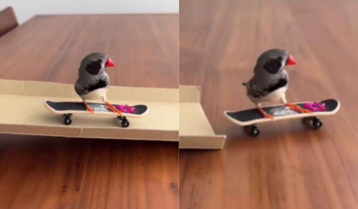 Vídeo registra passarinho inteligente que anda de skate para ganhar petisco