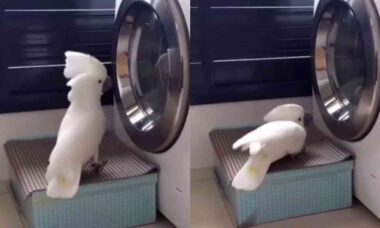 Vídeo hilário: cacatua enlouquece com máquina de lavar roupa