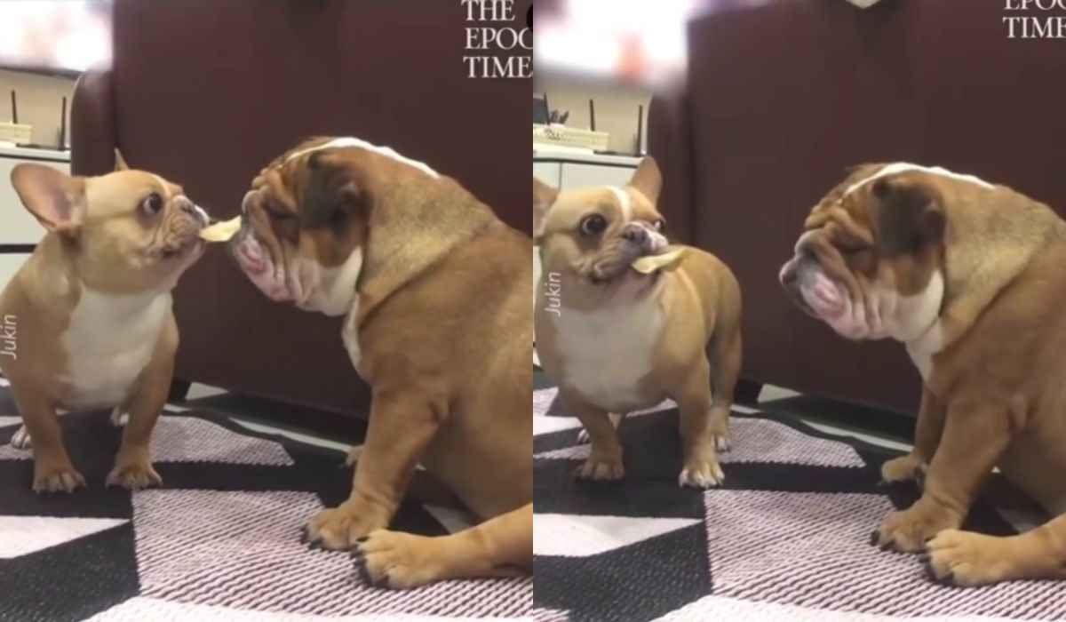 Funny video: puppy annoys impatient bulldog