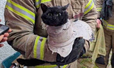 Gata chamada John é resgatada por bombeiros após ficar presa em cano de garagem na Inglaterra