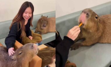 Vídeo fofo: clientes dividem sofá com capivaras em café no Japão