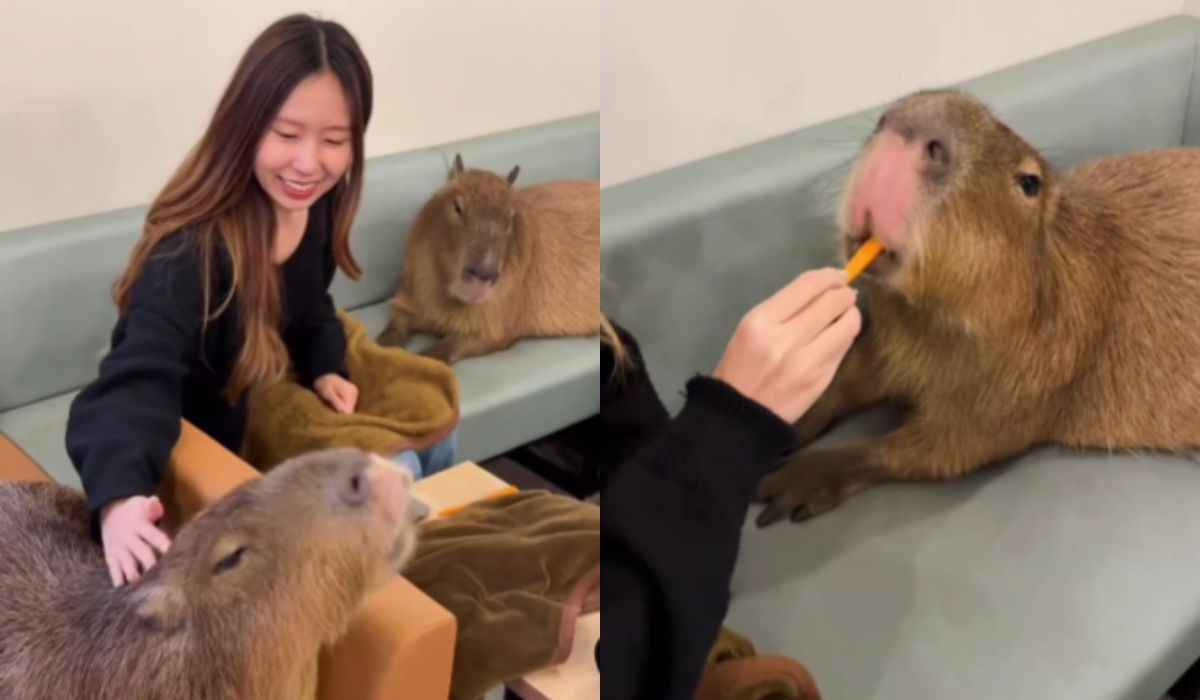 Vídeo fofo: clientes dividem sofá com capivaras em café no Japão