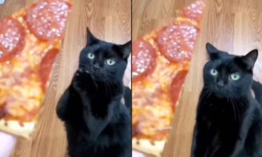 Vídeo: dona cruel faz seu gato até rezar para ganhar uma fatia de pizza