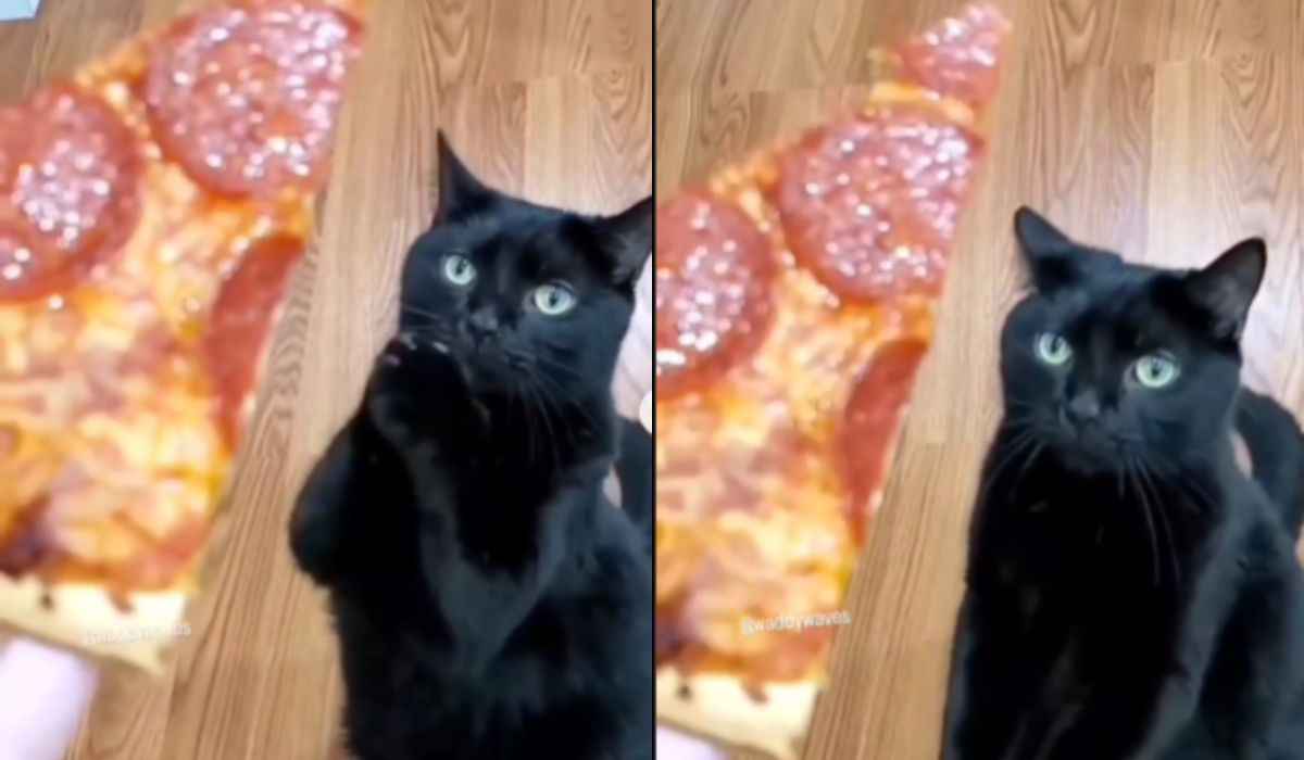 Vídeo: dona cruel faz seu gato até rezar para ganhar uma fatia de pizza