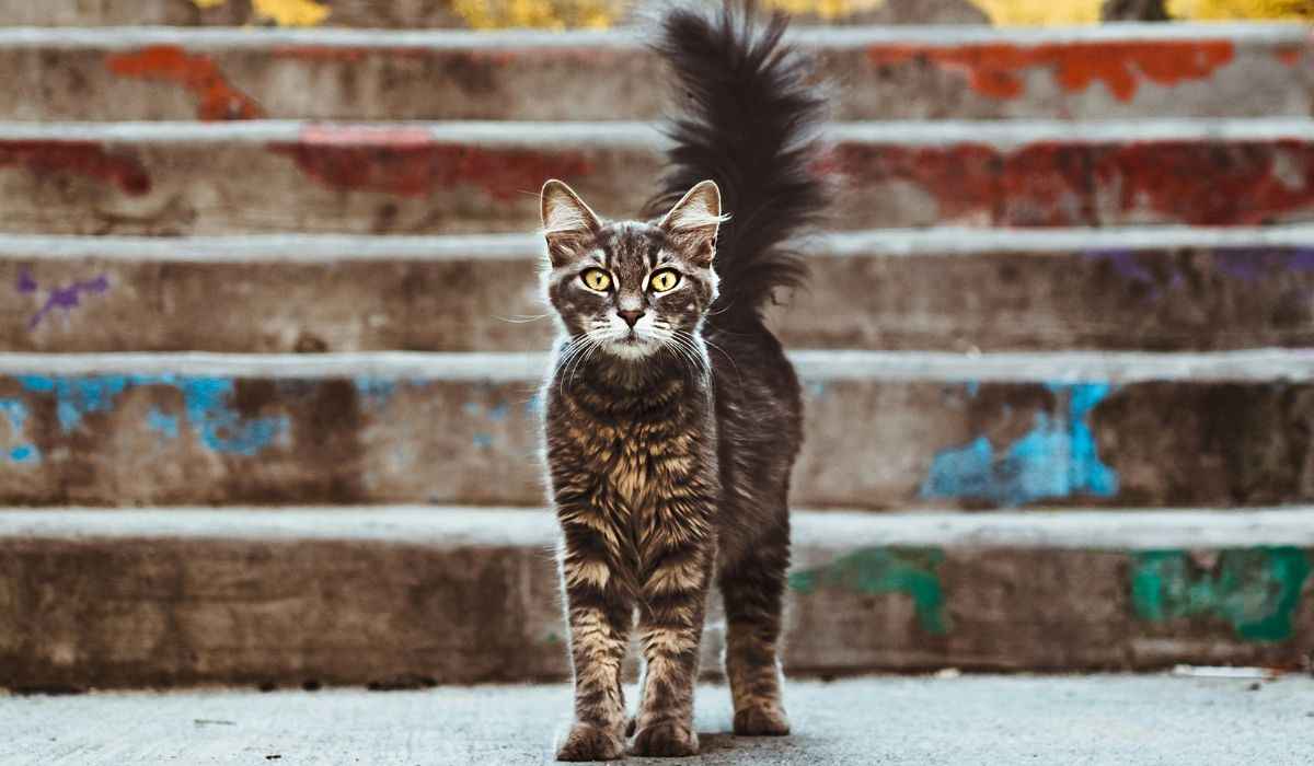 Entenda tudo o que os gatos querem dizer quando abanam o rabo