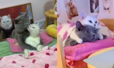 Vídeo fofo: você jamais viu casal de gatos tão apaixonados quanto esse