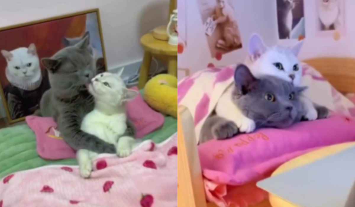 Vídeo fofo: você jamais viu casal de gatos tão apaixonados quanto esse