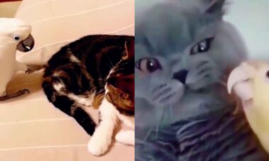 Vídeo hilário registra batalhas épicas entre gatos e pássaros