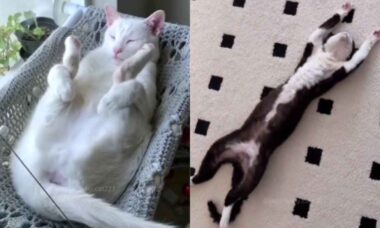 Vídeo hilário flagra gatos dormindo das maneiras mais bizarras possíveis