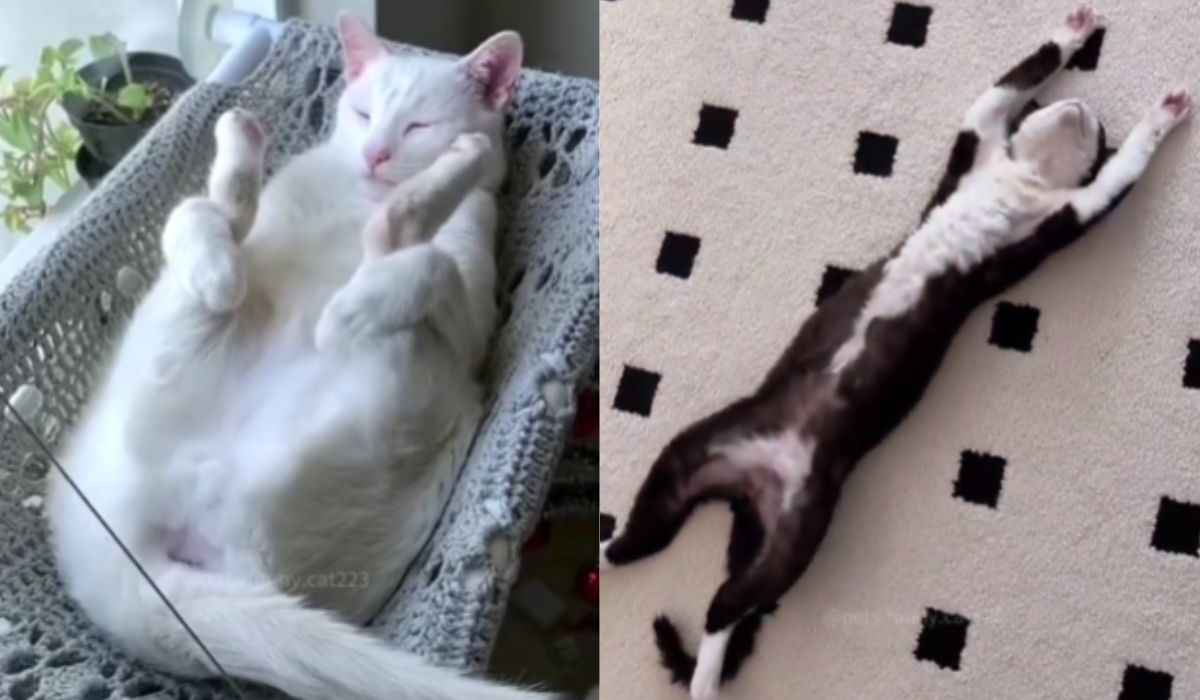 Hilarisch filmpje legt katten vast die op de meest bizarre manieren slapen