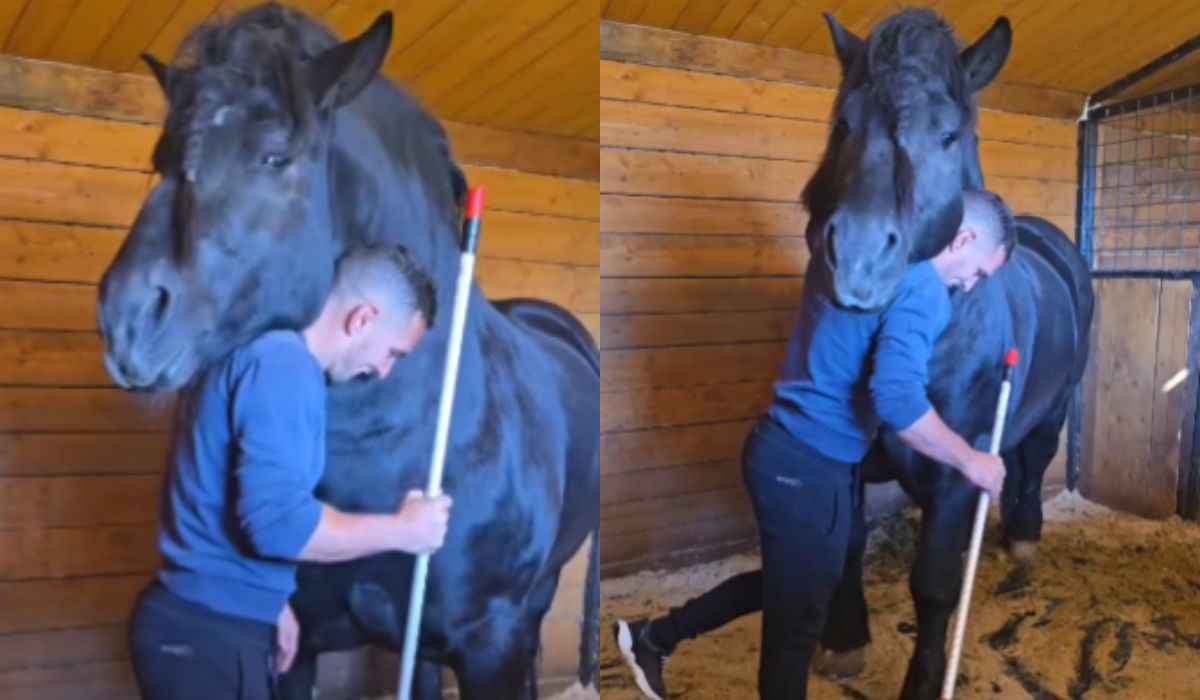 Schattige video: paard kan zijn affectie voor zijn verzorger niet beheersen