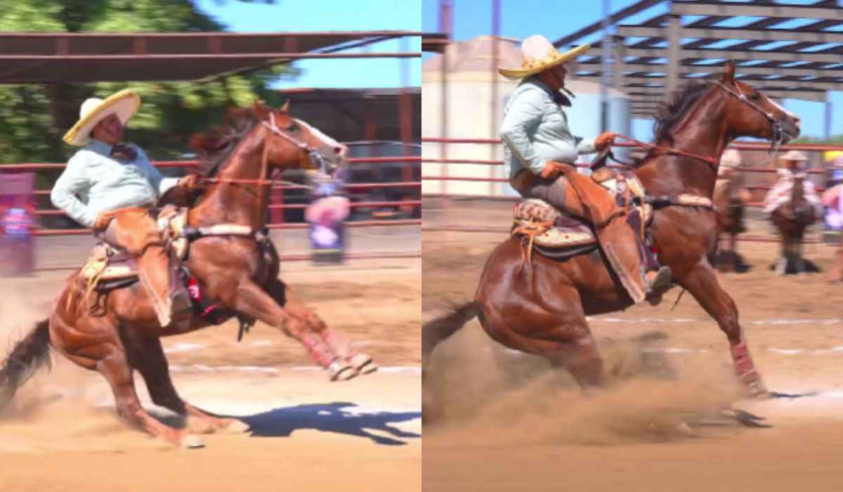 Vídeo impressionante registra cavalo com freio traseiro