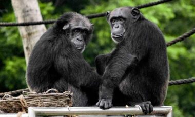 Chimpanzés melhoram desempenho em tarefas complexas quando estão diante de plateia, indica estudo