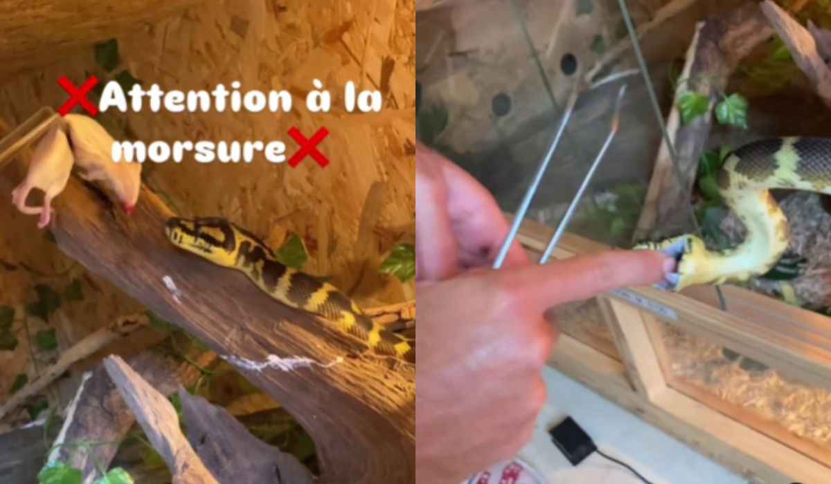 Video: la serpente riceve un topolino per pranzo, ma preferisce il dito del suo custode