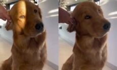 Vídeo hilário: cão golden retriever se derrete todo ao ter a orelha limpa