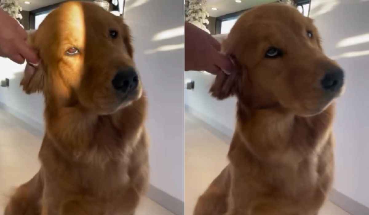 Vídeo hilário: cão golden retriever se derrete todo ao ter a orelha limpa